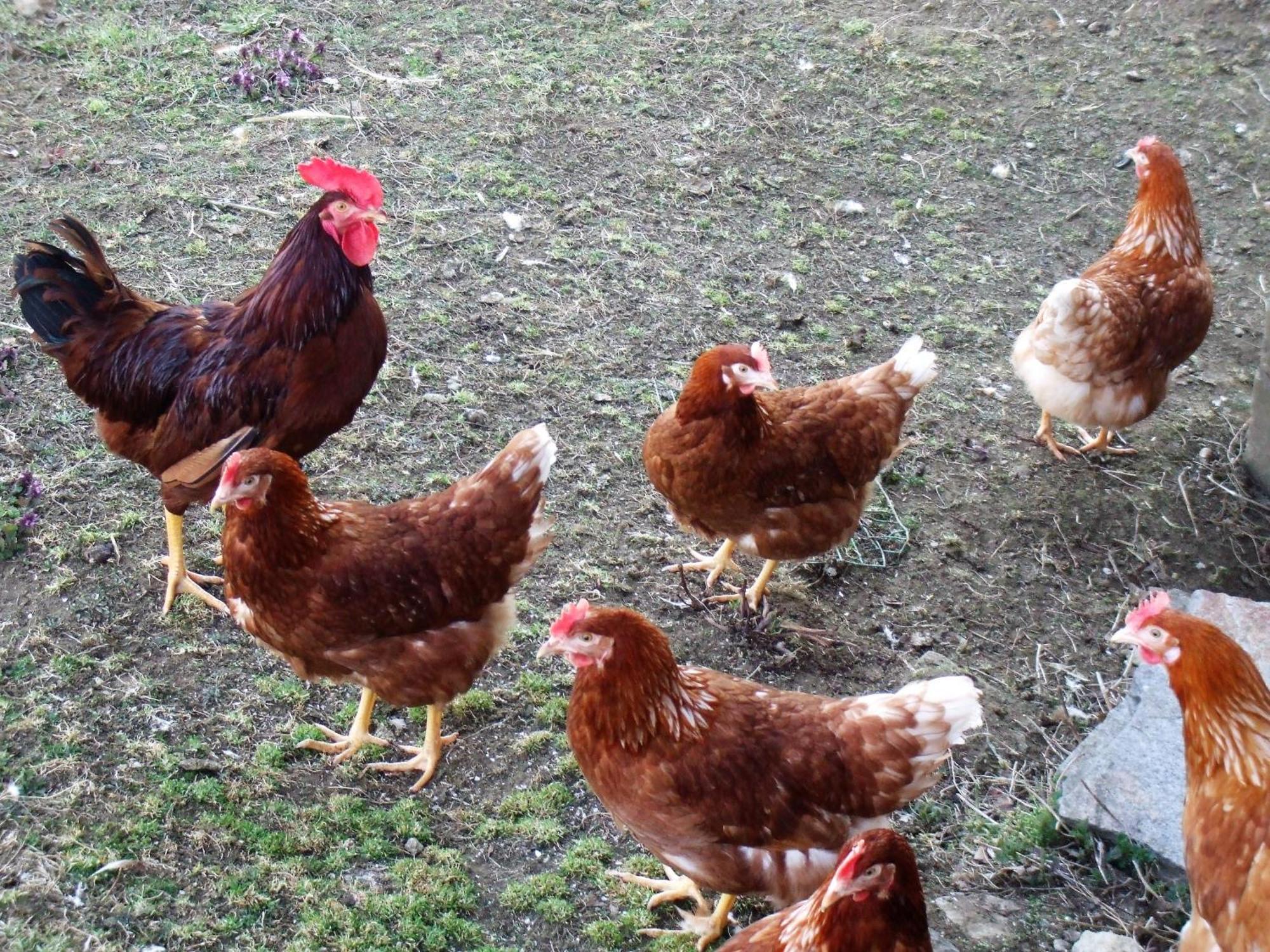 Bauernhof Pension Juri Obergösel Zewnętrze zdjęcie